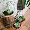 TerrariumScene2 Blank by Lots of Lanterns - TerrariumScene2