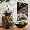 TerrariumScene1 Home by Lots of Lanterns - TerrariumScene1
