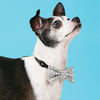 Scene1 Polka Dots Small by Pavilion's Pets - Scene1