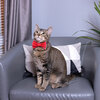 Red Striped by Furever Pawsome - Scene