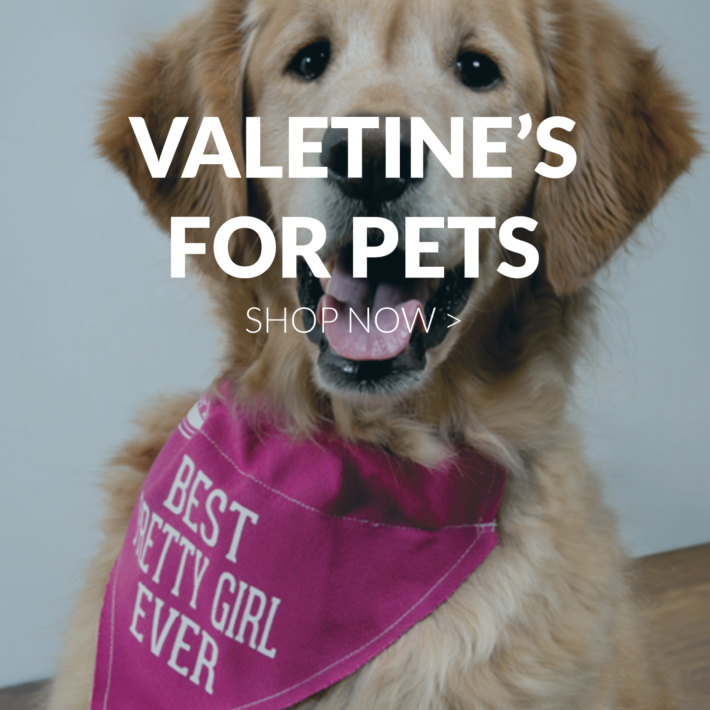 Valentine's Day For Pets