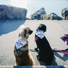 Beach Dog by We Pets - Scene1