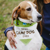 Camp Dog by We Pets - Scene