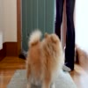 Dog Home by Furever Pawsome - Video